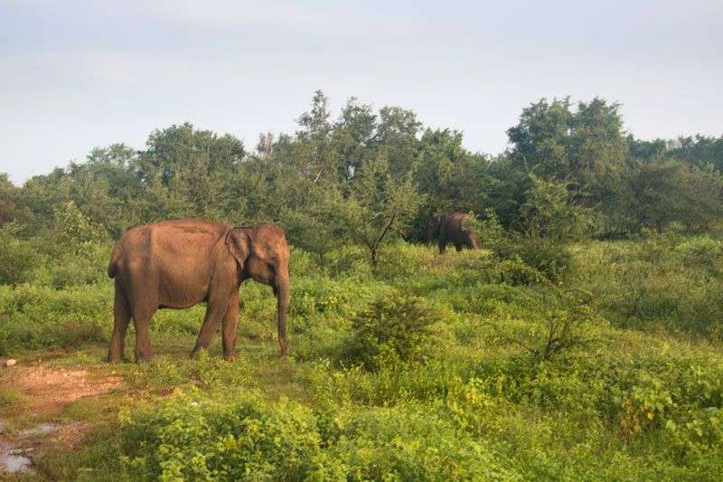 Olifanten spotten in Udawalawe<br>